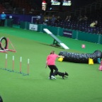 Crufts_2009_003