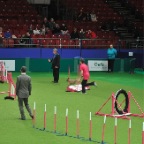 Crufts_2009_005