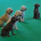 Crufts_2009_006