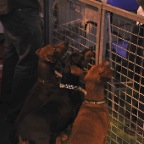 Crufts_2009_009