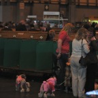 Crufts_2009_017