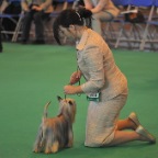 Crufts_2009_022