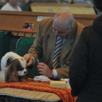 Crufts_2009_027