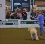 Crufts_2009_033