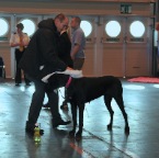 Crufts_2009_045