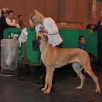 Crufts_2009_046