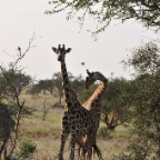 kenia_tanzania_020