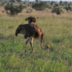 kenia_tanzania_026