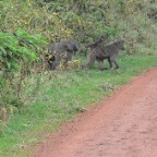 kenia_tanzania_033