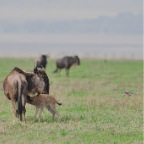 kenia_tanzania_054