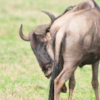 kenia_tanzania_055