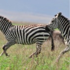 kenia_tanzania_058