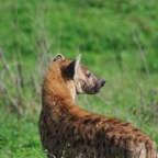 kenia_tanzania_061