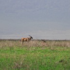 kenia_tanzania_071