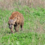 kenia_tanzania_073