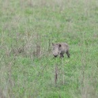 kenia_tanzania_082