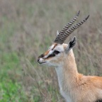 kenia_tanzania_084