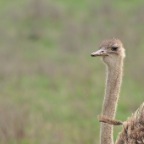 kenia_tanzania_086