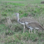 kenia_tanzania_100