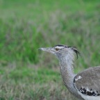 kenia_tanzania_101