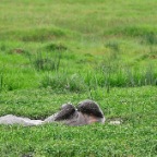 kenia_tanzania_110