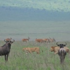 kenia_tanzania_115