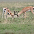 kenia_tanzania_134