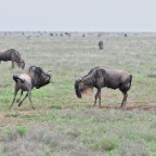 kenia_tanzania_136