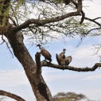 kenia_tanzania_198